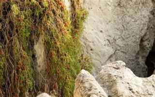 Жители Актау возмутились уничтожением краснокнижного растения на Скальной тропе