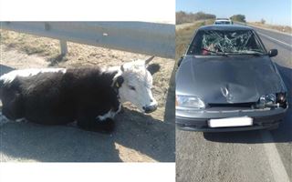 В Актюбинской области в ДТП пострадала корова