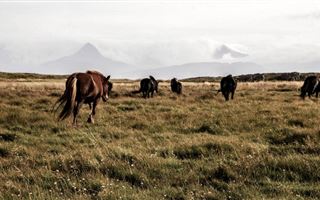 Мужчину, гнавшего табун краденых лошадей, задержали в степи в Карагандинской области
