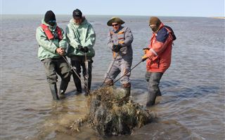 Почти 4 тысячи килограммов сетей обнаружила экспедиция по спасению тюленей в Каспийском море