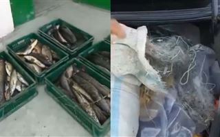 В Алматинской области у браконьеров изъяли 100 килограммов рыбы и 100 метров сети