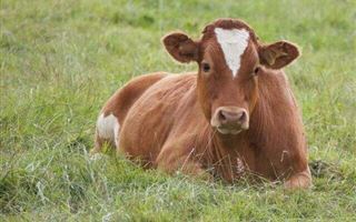 В Карагандинской области пастух украл стадо коров