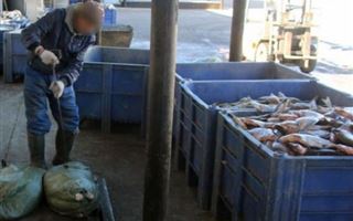 В ВКО изъяли 504 килограмма контрабандной рыбы