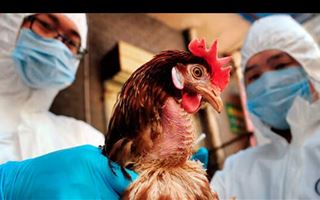 В Алматинской области из-за птичьего гриппа произошел массовый падеж кур