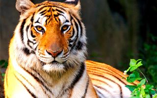 В Прибалхашье хотят восстановить популяцию туранских тигров