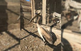 В Жамбылской области спасли редкого пеликана