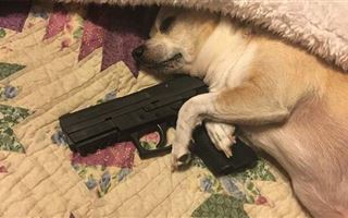 Собака прострелила ногу хозяина из пистолета