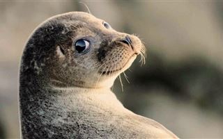 Каспийского тюленя признали находящимся под угрозой исчезновения