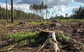 Неизвестные вырубили более 300 деревьев в ВКО