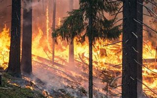В 8 раз увеличилось число пожаров в лесных угодьях Кызылординской области.