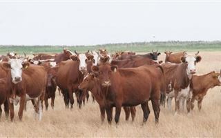 Коров на 8 миллионов тенге похитил житель Павлодарской области