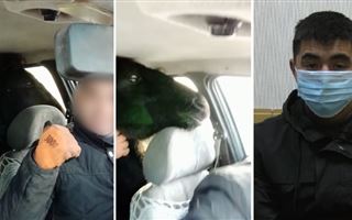 Астанчанина наказали за перевозку жеребенка на заднем сидении авто
