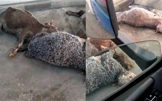 Казахстанцев возмутило видео с мертвыми животными на полу мясокомбината