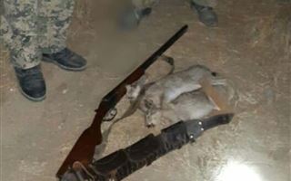 Полицейские Туркестанской области изъяли у браконьеров туши диких зайцев
