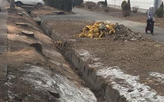 Стало известно, кто вырубил деревья на Толе би в Алматы