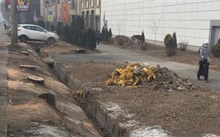 Касым-Жомарт Токаев обратил внимание на вопиющий факт вырубки деревьев в Алматы