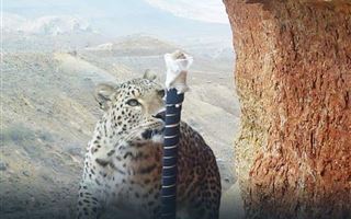 Специалисты готовятся внести переднеазиатского леопарда в Красную книгу Казахстана