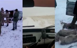 В КНБ опубликовали видео погони за браконьерами  