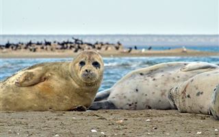 Чем может обернуться занесение каспийского тюленя в Красную книгу