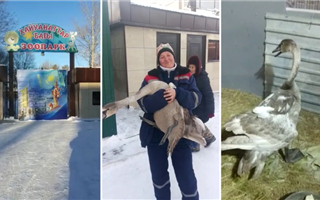 Карагандинский зоопарк пополнился лебедем, выжившим после отстрела