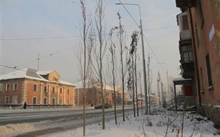 Суд обязал власти Усть-Каменогорска высадить более 500 деревьев вместо прежних вырубленных 