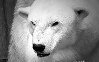 В зоопарке Алматы усыпили белого медведя Алькора 