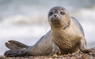 На побережье Каспия обнаружили мертвых тюленей