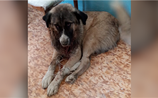 В Кызылорде женщина спасла собаку с порезанным горлом