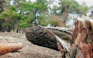 Ужесточить наказание за вырубку деревьев предложили сенаторы