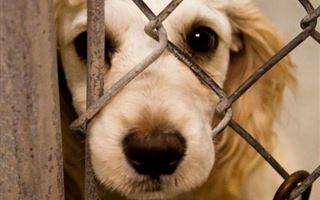 В Казахстане хотят усилить наказание за жестокое обращение с животными
