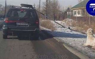В Алматинской области мужчина перевозил собаку, привязав ее к автомобилю
