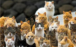 "Даёшь Мысықтар Аралы!" - жителям столицы предложили создать кошачий остров