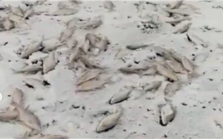 Рыбаки сняли сотни мертвой рыбы на льду Балхаша