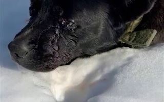 Обожженное глазное яблоко – волонтеры Шымкента рассказали о найденной собаке