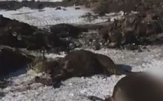 В Алматинской области от сибирской язвы гибнет домашний скот