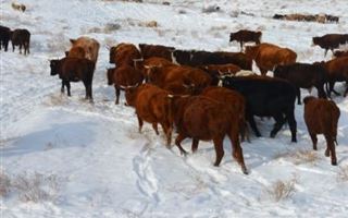 В Туркестанской области на выпасе массово гибнет скот