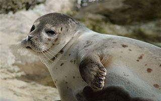 Стала известна причина массовой гибели тюленей в Каспийском море