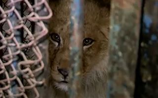 Львенка, с которым делали экзотические селфи, забрали в зоопарк Шымкента