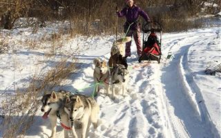 Гонки на собаках пройдут в Усть-Каменогорске