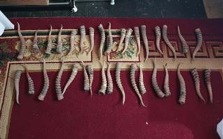 В Атырауской области у мужчины изъяли 106 килограммов сайгачьих рогов