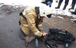 В Алматы при пожаре спасли домашних питомцев
