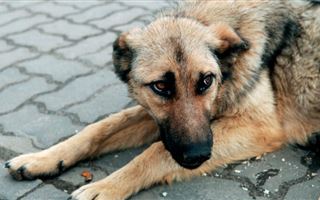 На ветстанции Алматинской области обнаружены обгоревшие останки собак