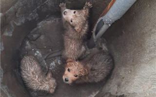 «Истощены и без возможности выбраться»: алматинка рассказала о выброшенных в колодец щенках