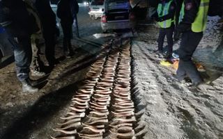 Пограничниками задержан браконьерский груз с рогами сайги
