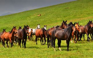 В Алматинской области мужчина распродал чужих лошадей