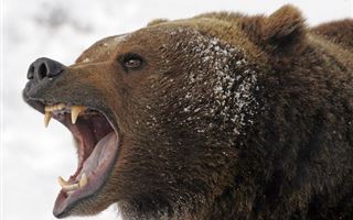 Полтора года ограничения свободы за незаконный отстрел медведя получил житель ВКО