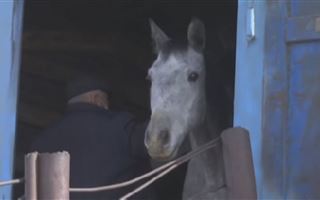 В Алматинской области украли лошадей на 30 миллионов тенге