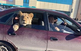 В Караганде засняли сидящего в машине льва