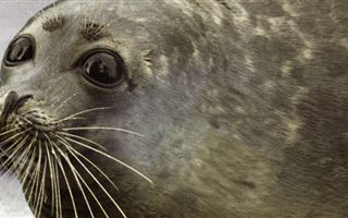 Десятки мертвых туш тюленей могут вплыть на казахстанском побережье Каспия