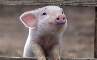 Работники скандального свинокомплекса в Актобе не знают, как уничтожить 40 тысяч свиней
